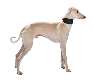 Levrier Oscar Collar - Red / Small